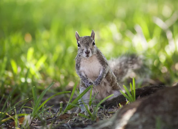 Closeup of cute grey squirrel eating peanut. Nature background of green grass — Stock Photo, Image