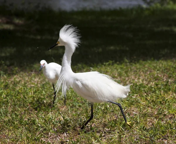 Two white egret  with ruffled feathers protecting territory. White Crane — Stock Photo, Image