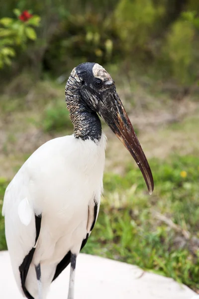 Porträtt av en trä stork på en bakgrund av grönt gräs. Natur bakgrund — Stockfoto