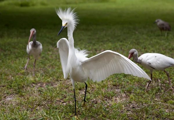 White egret  with ruffled feathers protecting territory. White Crane. Ibeses behind — Stock Photo, Image