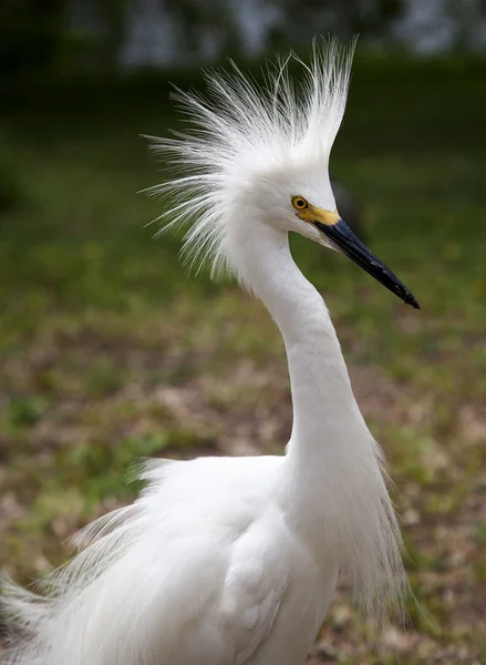 Λευκό ερωδιός με αναστατωμένα φτερά που προστατεύουν το έδαφος. Λευκό γερανός — Φωτογραφία Αρχείου