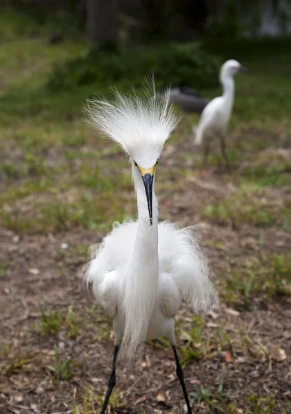 Two white egret  with ruffled feathers protecting territory. White Crane — Stock Photo, Image
