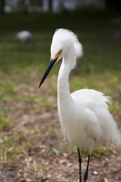 Zamknąć portret egret biały śnieg. Natura — Zdjęcie stockowe