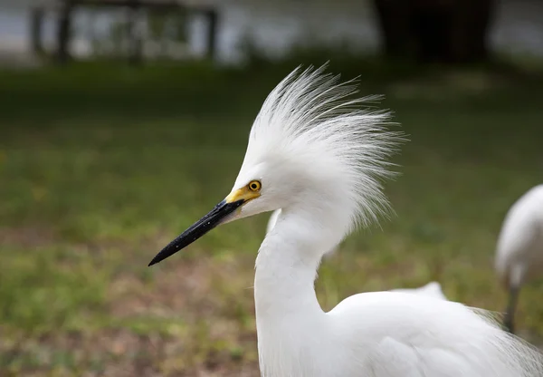 White egret  with ruffled feathers protecting territory. White Crane — Stock Photo, Image