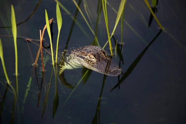 Jonge aligator rusten op het meer. Op een achtergrond van de natuur met groen gras — Stockfoto