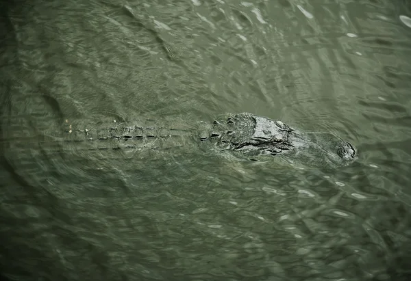Aligator rustend op de rivier. Myakka rivier — Stockfoto