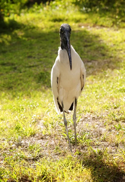 Wood stork on a background of green grass. Nature background.Sunny day — Stock Photo, Image