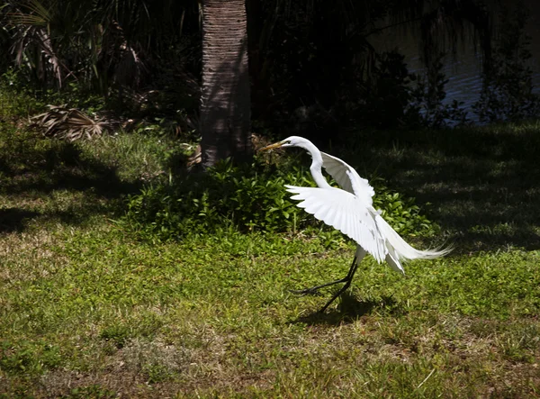 Portrait of a great white egret flies with nature background — Stock Photo, Image