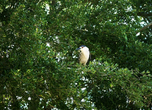 Black crowned night heron. Nycticorax nycticorax — Stock Photo, Image