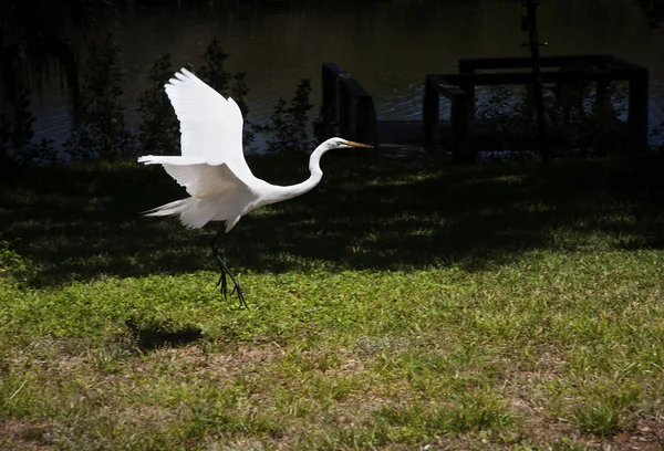 Portrait of a great white egret flies — Stock Photo, Image