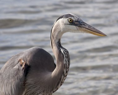 Büyük mavi balıkçıl doğanın bir arka plan üzerinde