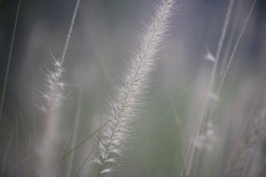 Yabani bitki, başak