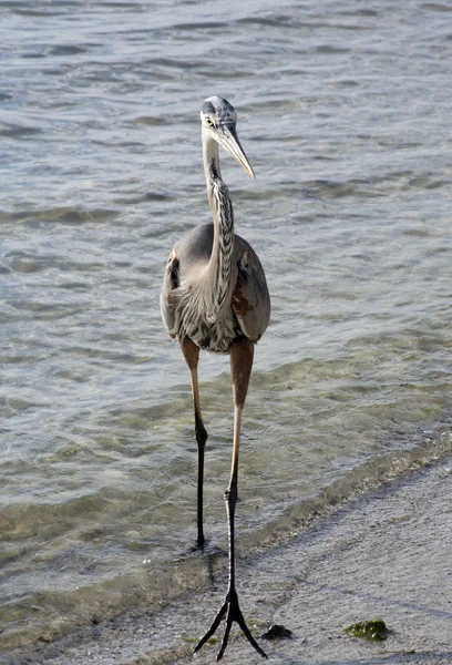 Blauwe reiger op een achtergrond van de natuur — Stockfoto