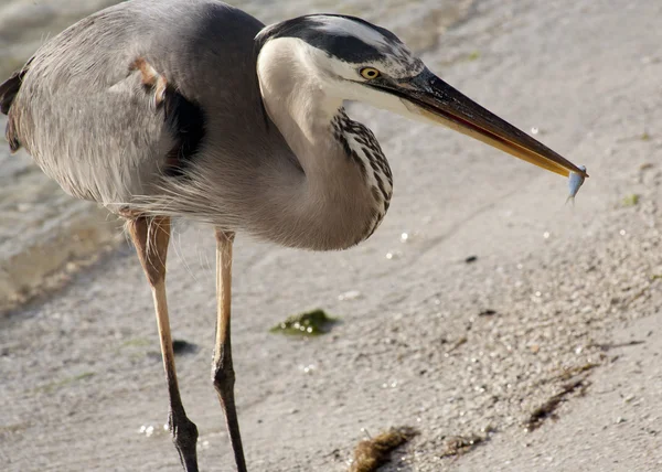 Great blue heron on a background of nature — Stock Photo, Image