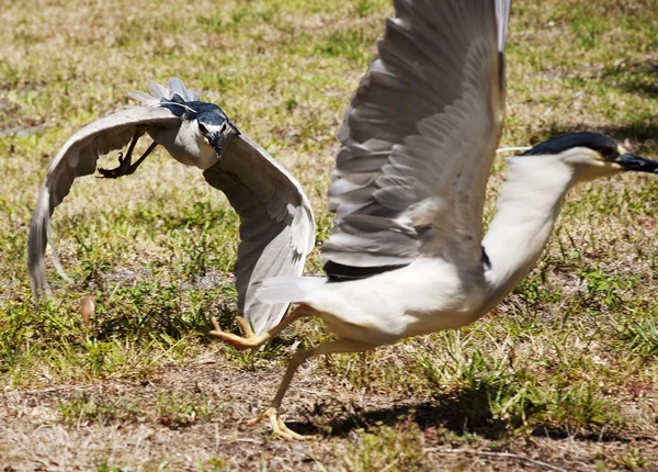 Two birds of Great blue heron chase each other on a background of nature — Stock Photo, Image