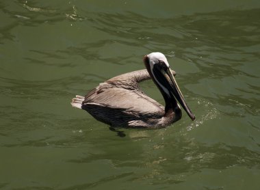 Kahverengi Pelikan. Florida, Venedik, Sarasota, Güney İskelesi, Meksika Körfezi