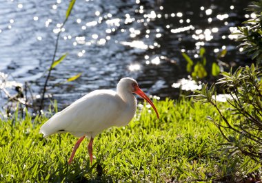 American White Ibis (Eudocimus albus) in search of food on a nature background clipart