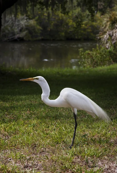 緑の草の背景に白いダイサギ。白鶴 — ストック写真