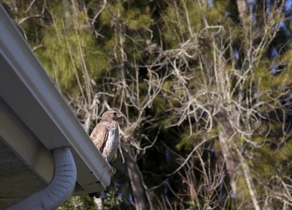 Red-shouldered Hawk  in the Forest — Stock Photo, Image