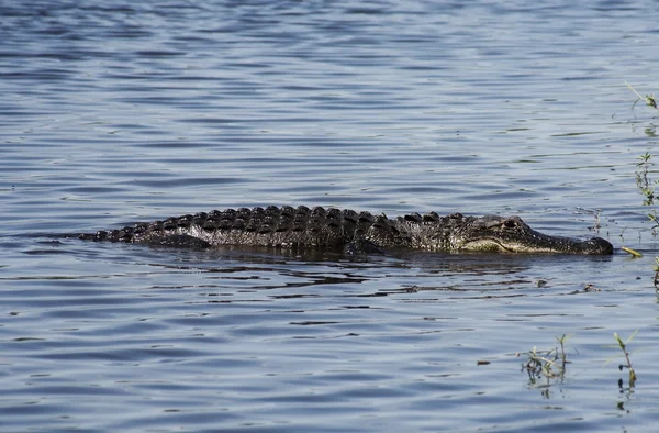 Aligator rustend op de rivier. Myakka rivier — Stockfoto