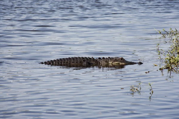 Aligator rustend op de rivier. Myakka rivier — Stockfoto