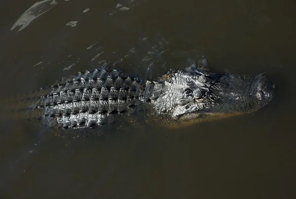 Aligator beristirahat di sungai. Sungai Myakka — Stok Foto