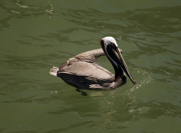 Pelicanos castanhos. Florida, Venice, Sarasota, South Jetty, Golfo do México — Fotografia de Stock