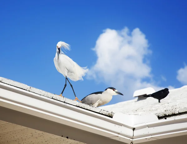 Witte sneeuw zilverreiger zit op het dak op een achtergrond blauwe hemel — Stockfoto