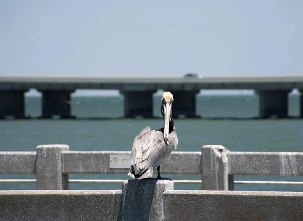 Brown pelicans . Florida, Venice, Sarasota, South Jetty, Gulf of Mexico Stock Picture