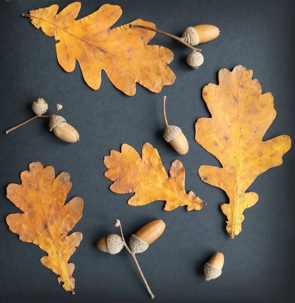 Feuilles Glands Chêne Automne Sur Fond Noir — Photo