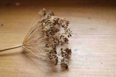 Tahta kesme tahtasındaki dereotu.