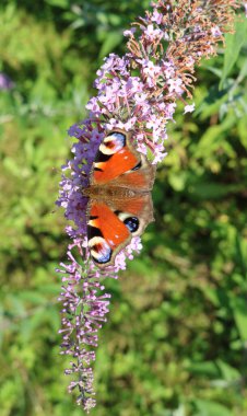 Kelebeğin gözünün mor bir çiçekten beslendiği gün