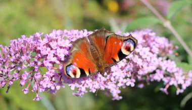 Kelebeğin gözünün mor bir çiçekten beslendiği gün