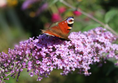 Kelebeğin gözünün mor bir çiçekten beslendiği gün