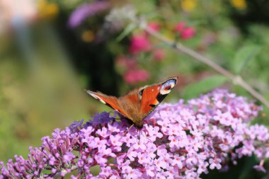 Kelebeğin gözünün mor bir çiçekten beslendiği gün