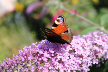 Kelebeğin gözünün mor bir çiçekten beslendiği gün