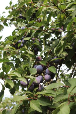 Bir dalda erik mor meyveler.
