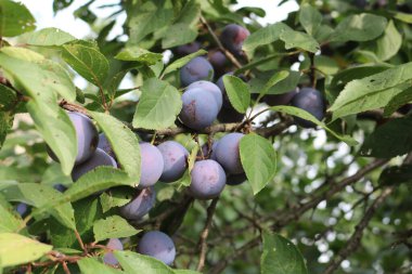 Bir dalda erik mor meyveler.