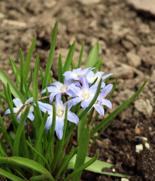 Hyonodox Temprano Perenne Con Hermosas Flores Forma Estrellas Multicolores — Foto de Stock