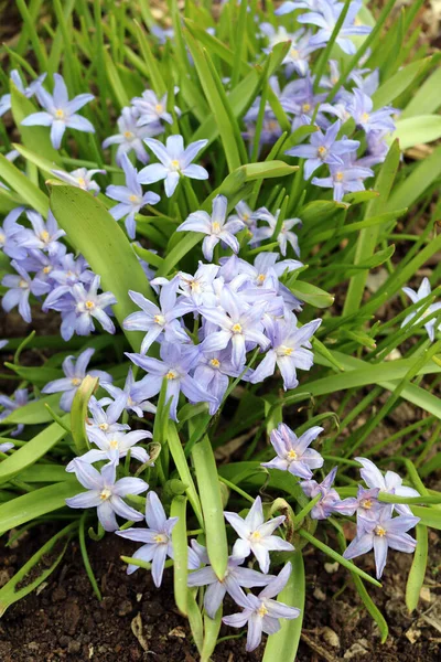 Hyonodox Temprano Perenne Con Hermosas Flores Forma Estrellas Multicolores — Foto de Stock