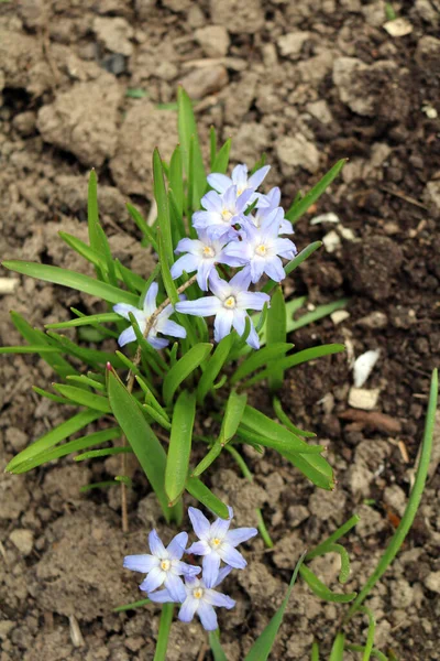 Hyonodox Temprano Perenne Con Hermosas Flores Forma Estrellas Multicolores — Foto de Stock