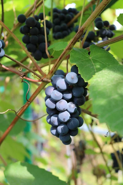 Isabella Jest Amerykańską Odmianą Winogron Naturalną Hybrydą Vitis Labrusca Vitis — Zdjęcie stockowe