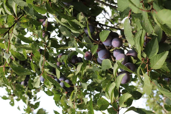 Bir dalda erik mor meyveler.