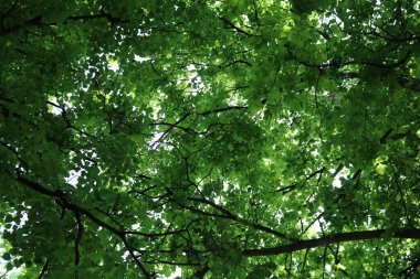 Gökyüzüne ve güneşe karşı karaağaç yaprakları ve dalları