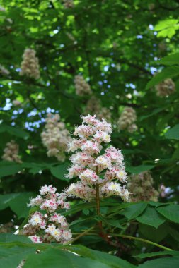 At kestanesi, meşe palamudu, esculus (Aesculus) ağacı yaygın olarak parklarda yetişir.