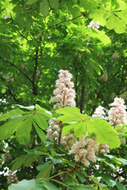 At kestanesi, meşe palamudu, esculus (Aesculus) ağacı yaygın olarak parklarda yetişir.