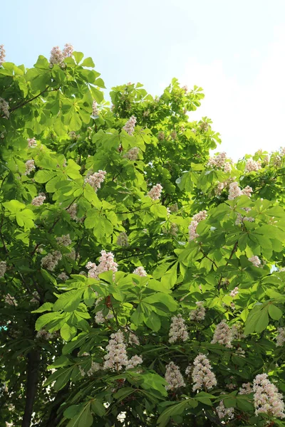 Rosskastanien Eicheln Esculusbäume Äskulusbäume Werden Häufig Parks Gezüchtet — Stockfoto