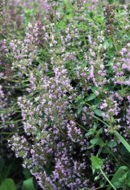 Kekik kokulu, pembe çiçekli.