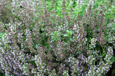 Kekik kokulu, pembe çiçekli.