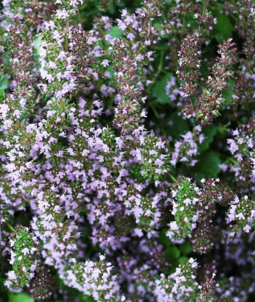 Tumbuhan Harum Thyme Dengan Bunga Merah Muda — Stok Foto